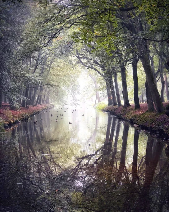 beautiful forest photo reflecting in the water shot on iPhone