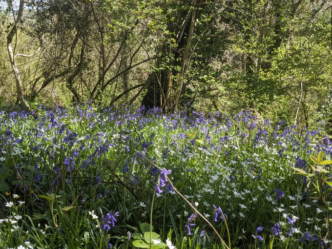A carpet of bluebells in Holyford Woods