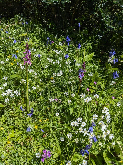 A close up of Bluebells, Greater Stitchwort and Early Purple orchids