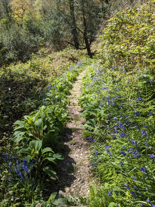 A woodland stepped path leading down a slope, flanked by bluebells and foxgloves (not in flower yet) 