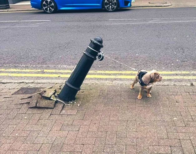A puppy tied to a bollard almost pulls it out the ground!