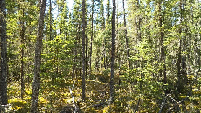 Old Black Spruce research site, BERMS, Global Water Futures Observatories, https://water.usask.ca/berms/berms-obs.jpg