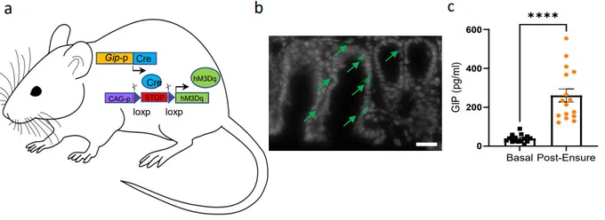GIP-Cre::hM3Dq activation significantly improves glucose tolerance. (a) Schematic for the GIP-Dq mouse model. (b) Representative section from the small intestine of GIP-Dq mice demonstrating Dq (green) and DAPI (white) expression. Scale bar – 100um. (c) Plasma GIP of WT mice receiving oral gavage of liquid Ensure, a mixed meal. 