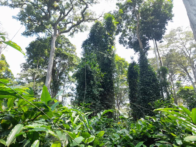 An open Marantaceae forest in North Congo, characterized by a continuous understory layer of giant herbs that almost entirely prevents tree regeneration. The origins and dynamics of these widely distributed forests remain largely unexplored!