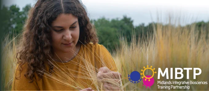 MIBTP PGR studying wheat in a field, MIBTP logo in lower right