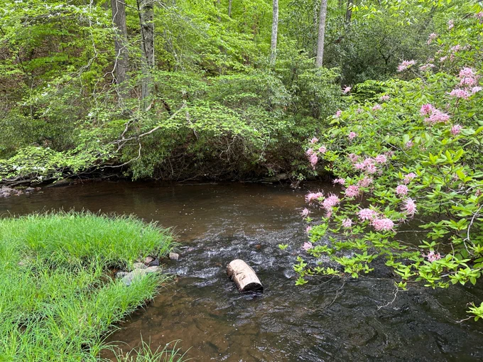 Blooming pink wild azalea bush beside a flowing creek in a green forest