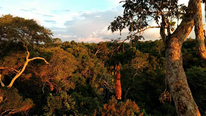 The top of a canopy of the Amazon rainforest in Peru. The sunlight tinges the branches and leaves gold and red. Photo by Francisco Diniz.