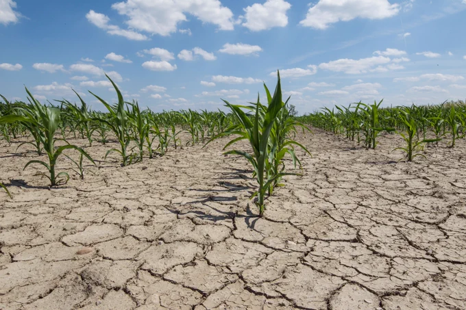 Drought in a corn field.