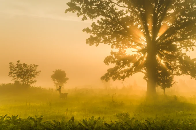 A sunrise over a foggy open field, with one large tree standing off to the side. The rays of the sun shine through the fog. A lone deer stands in the misty morning field. 