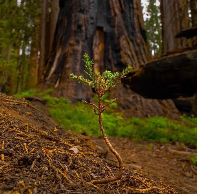 A small, budding sequoia seedling.