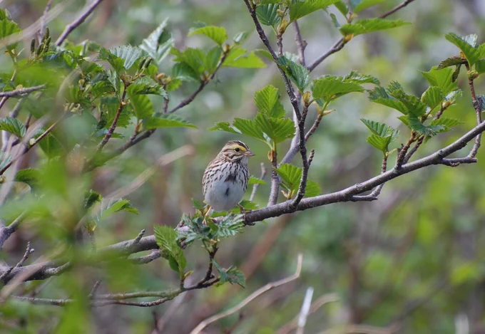 📷Savannah sparrows are just one of the many migratory songbirds that travel to Alaska each spring to breed.   
Photo credit: Photo by K. Sowl, USFWS 
A small songbird perches in an alder shrub.