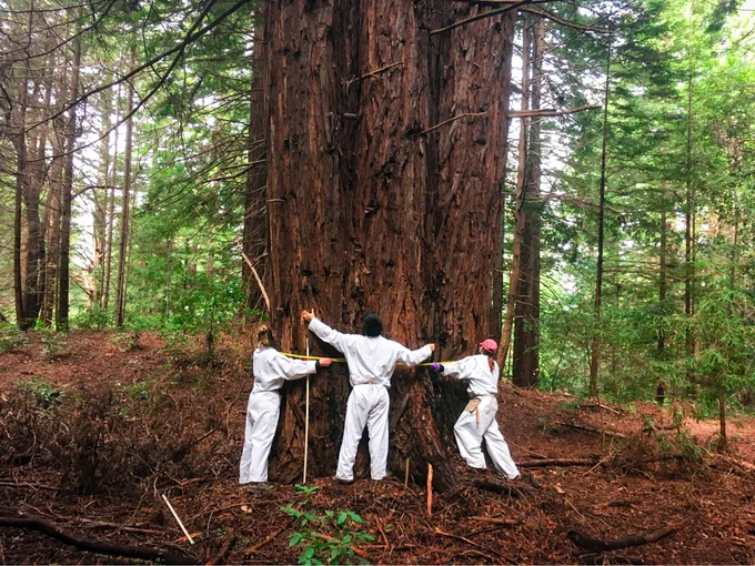 Students measure circumference of a giant redwood tree at UCSC's Forest Ecology Research Plot.