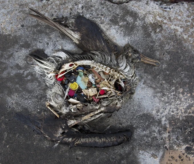 A dead and decomposed body of a bird, opens up to reveal dozens of pieces of plastic in the area where the birds stomach once was. 