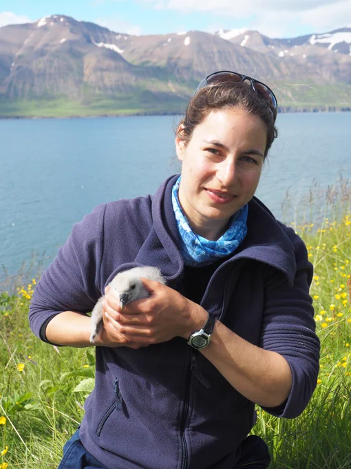 Nina Dehnhard wearing a blue fleeze jumper standing on Hrísey in Eyafjørdur, North Iceland, with a northern fulmar chick in her hands. The Fjord and mountains are in the background. The fulmar chick was part of a study monitoring chick growth and survival. 