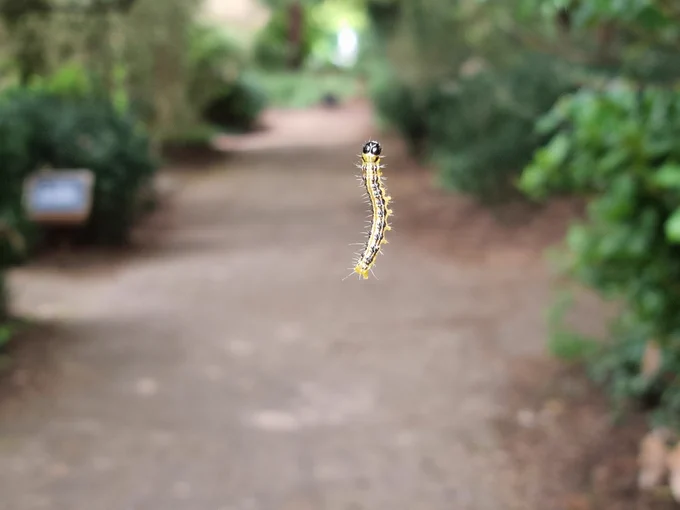 A small yellow and black caterpillar hanging from an invisible thread over a footpath.