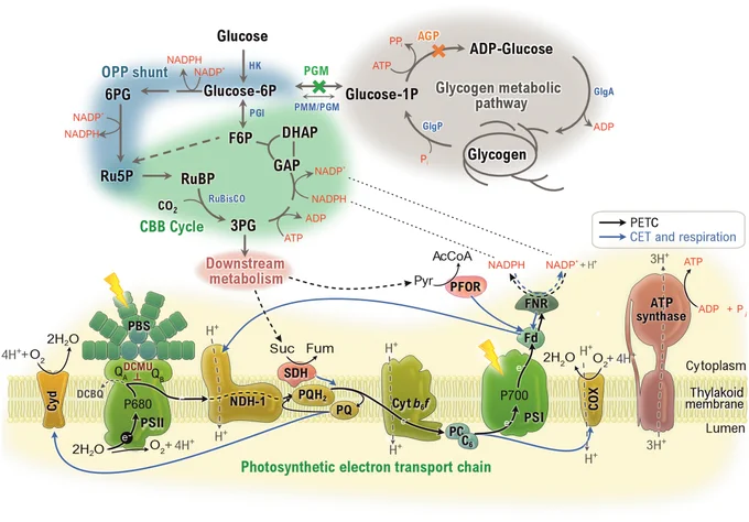 Diagram of the main metabolic pathways and their interconnections to photosynthesis in Synechocystis sp. PCC 6803.