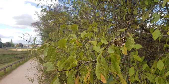 Speckled wood butterfly (brown with yellow spots) on hedge on side of path