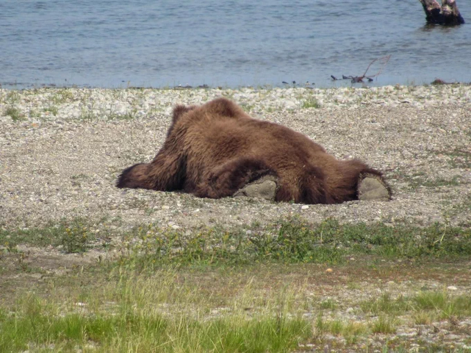 Bear splooting with arms and legs spread out at Katmai National Park & Preserve.
