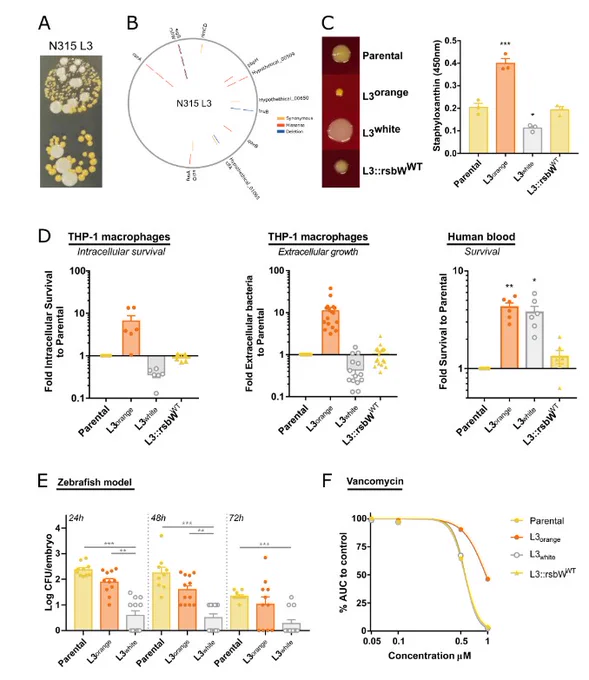  (A) Images of the unstable colony phenotype of N315 L3 passage cycle 32, with hyper-pigmented SCV and large white colonies. (B) Mutations identified in N315 L3 isolates from passage cycle 4 (inner circle), 20 (middle circle), and 32 (outer circle). Mutations in corA and rsbW were identified and maintained since passage cycle 4. (C) Reversion of rsbW mutation to WT in N315 L3 isolate reverts the colony phenotype. D) Bacteria grown overnight at 37°C in nutrient-rich media prior to infection. L3 orange and L3 white isolates showed different survival in human blood, intracellular survival (after 72 h with gentamicin), and extracellular growth in THP-1 cultures (after 24 h without antibiotics) to parental strain and L3::rsbWWT. (E) L3 white achieves lower bacterial levels than parental or L3 orange in a zebrafish embryo infection model. (F) L3 orange isolate has an intermediate vancomycin resistance phenotype. 