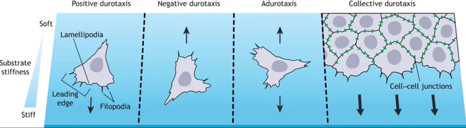 Cartoon showing types of durotaxis. On stiffness gradients, single cells can exhibit either positive durotaxis (moving towards stiffer substrate), negative durotaxis (moving towards softer substrate), or adurotaxis (unbiased migration between soft and stiff substrates). During directed migration, cells polarize, forming lamellipodia and/or filopodia at their leading edge. Larger monolayers and small clusters of cells have both been observed to undergo positive collective durotaxis that is dependent on intact cell–cell junctions, intercellular propagation of forces and, in some cases, polarized signaling gradients. Although only collective positive durotaxis has been conclusively demonstrated, preliminary findings suggest that small cell clusters might also undergo negative durotaxis along self-generated stiffness gradients.