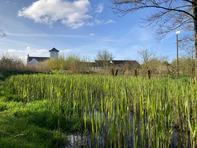 green shoots oft he reedbed with some of the centre buildings behind. there is a sunny blue sky