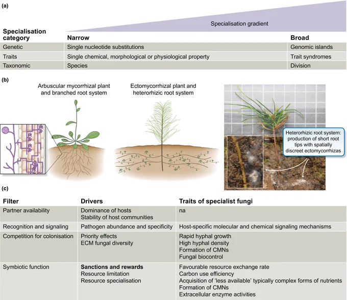 Host specialisation can be conceptualised as a gradient and can be driven by the morphology of roots and other factors.