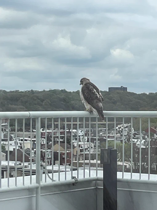 falcon rests on the Murdoch Building's balcony