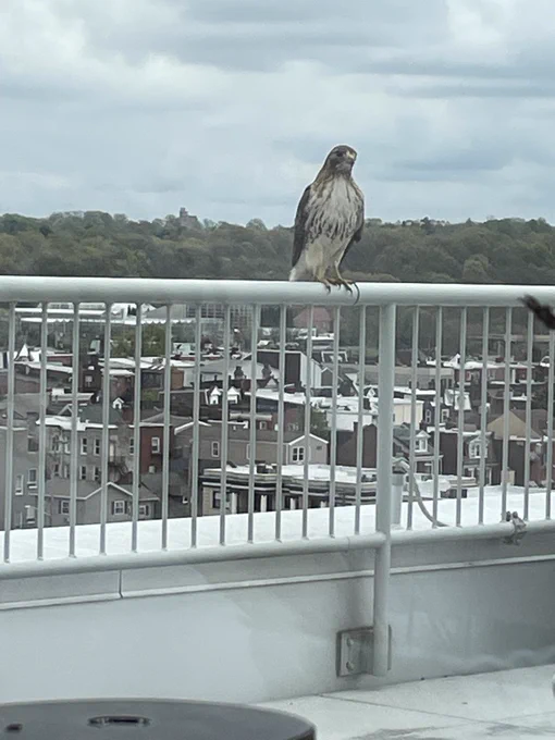 falcon rests on the Murdoch Building's balcony
