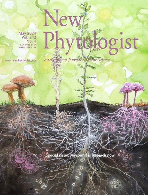 View of the soil mycorrhizal community in a hypothetical forest dominated by oak species associated with different types of mycorrhizal fungi that form separate underground networks (MN) that may possibly be used to transport amino acids, carbohydrates, fatty acids, signaling microRNAs or peptides and hormones.