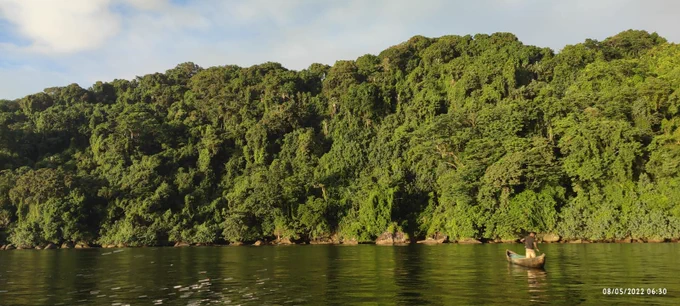 Photo de la forêt Masoala sur la côte Est de Madagascar