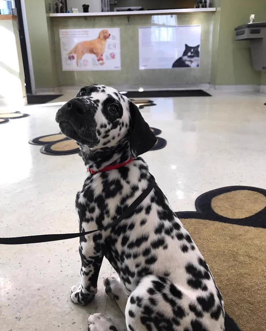 a dalmatian puppy sits on a paw-shaped rug in the lobby of a veterinarian’s office. his body is facing away from the camera but he’s looking back over his left shoulder with some trepidation on his face. he has a little red collar and an above-average number of black spots on his body, including a solid black ear and snout.