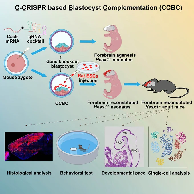 Graphical abstract from "Generation of rat forebrain tissues in mice," published in Cell