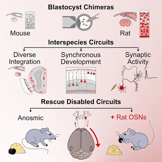 Graphical abstract from  “Functional sensory circuits built from neurons of two species,” published in Cell
