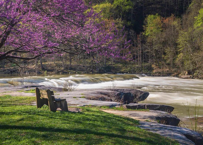 Redbud tree blossoms over a wooden bench looking at the cascades of Valley Falls in West Virginia. Prints available to decorate your home!