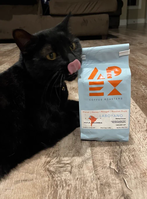 Portia the black cat with a bag of Apex Coffee in Gulf orange and blue colors.