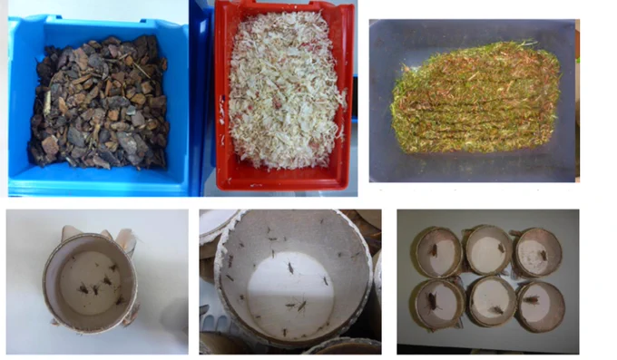 #bedding #arthropods #feed