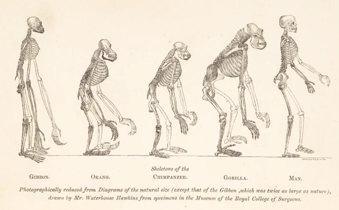 Skeletons of the Gibbon, Orangutang, Chimpanzee, Gorilla, and Man. Photographically reduced from diagrams of the natural size.