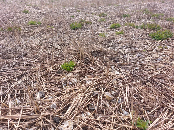 Lapwing chicks barely visible in the grassland.