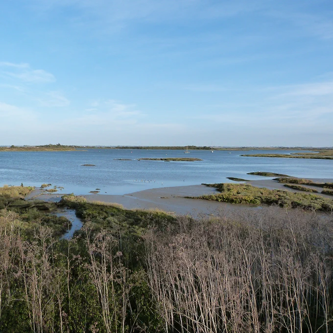 Saltmarsh on Maldon coast in Essex