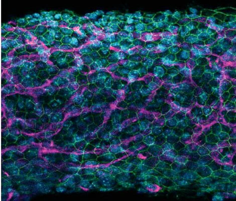 Postnatal day 0 wholemount stria vascularis stained with Phalloidin for actin (green), Lectin for blood vessels (magenta) and DAPI for cell nuclei (blue).