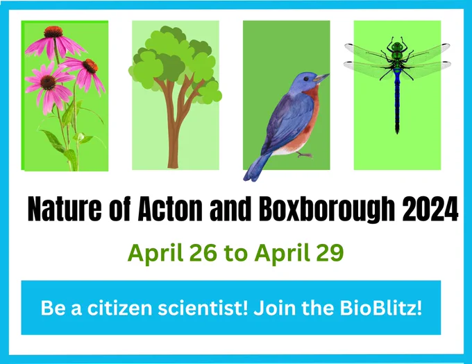 AB Bioblitz 2024 Nature of Acton and Boxborough. be a citizen scientist! Join the BioBlitz!