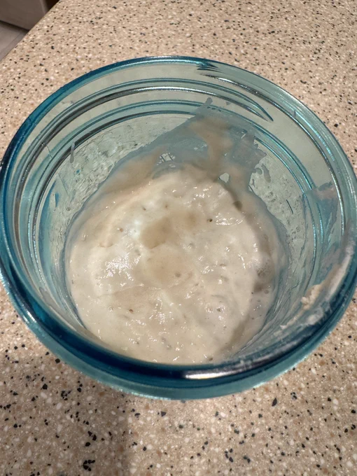 A sour dough starter in a blue mason jar: full of bubbles and activity!