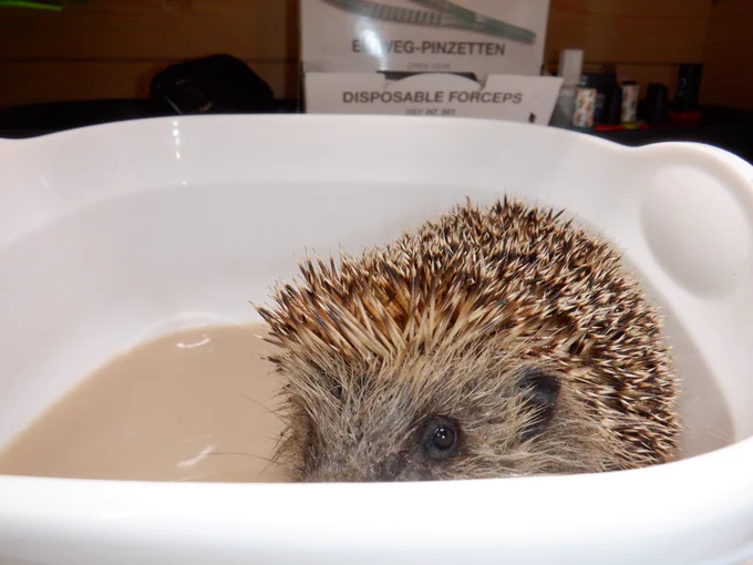 Ambrose, a wild hedgehog being treated at Hedgehog Cabin, a hedgehog hospital.