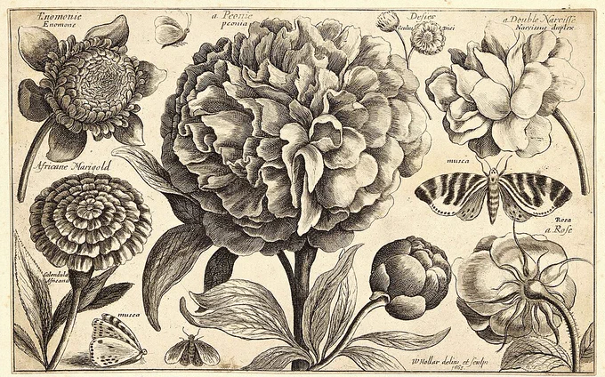 Peony engraving (1663)