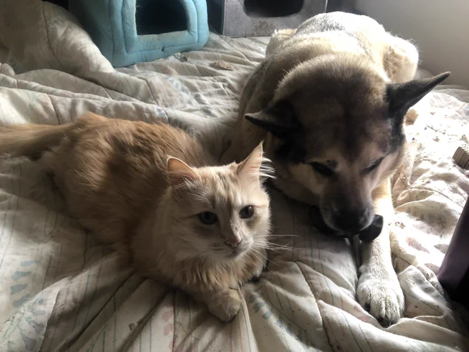 Orange tabby cat laying on the bed looking at you next to his best friend the big husky dog