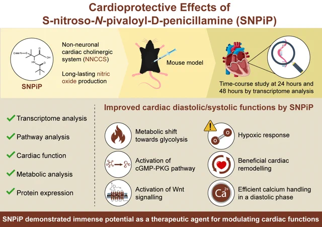 This study delves into SNPiP's effects on cardiac function through transcriptome analysis in mice ventricles. SNPiP activates NNA system, enhancing cardiac output, diastolic function, and ischemic resilience. It induces Wnt, cGMP-PKG pathways, shifts metabolism to glycolysis, and upregulates key cardiac genes, suggesting promising therapeutic avenues.