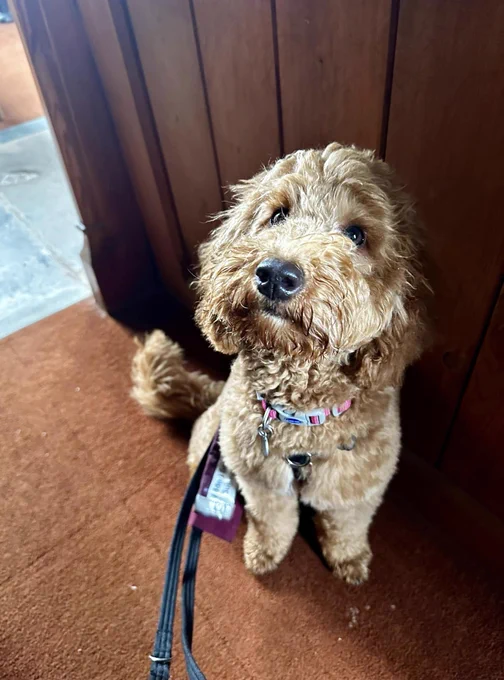 Red miniature poodle, Kika, sitting on a tiled floor infront of dark wooden panelling and looking up at the camera with a slight head tilt.