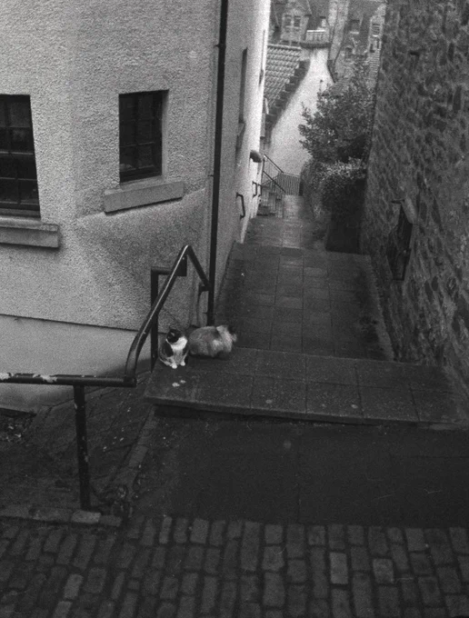 Black and white photograph of cats in the Dean Village