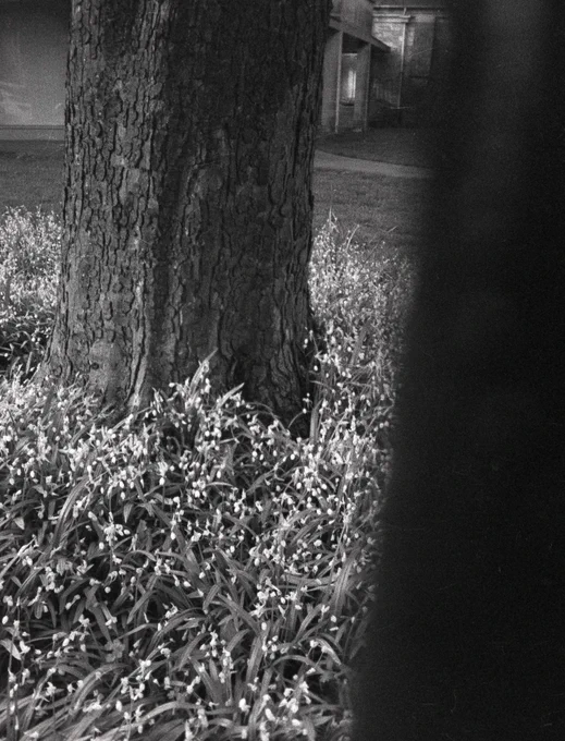 Black and white photograph of wild garlic growing around a large tree