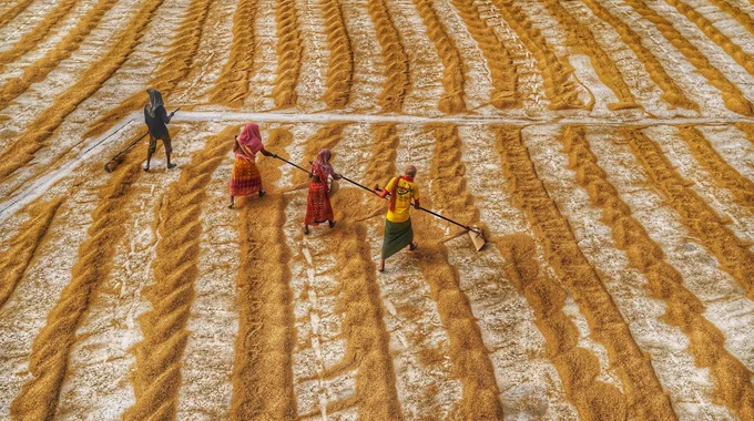 Rural Bengal agriculture.
1. In a line.
2. Rice mill line story.
3.People on the patterns.
Our India is an agriculture based country. Most of the rural part of India agriculture is the main source of income. And here paddy is the main grain. After cultivating the golden paddy it needs to boil and dry to maintain moisture level and preserve. This boil, dry and preservation process is done in several rice mills.After boiling workers dry it on a big ground for 3 to 4 days. And during this drying process workers create many lines and patterns on the ground by this golden paddy. Here are some of these beautiful moments of lines and patterns creations. I have clicked these shots at Habra, W.B. India. In Habra there are so many places where people are involved in this job.
